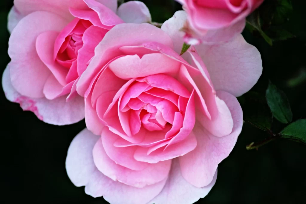 Pink Rose Petals Green Leaves Dark warm Background