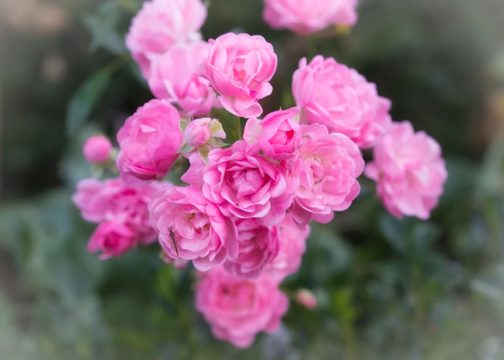 Pink Rose Petals Green Leaves warm Garden