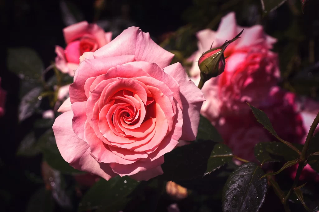 Pink Rose Petals Green Leaves Dark warm Background