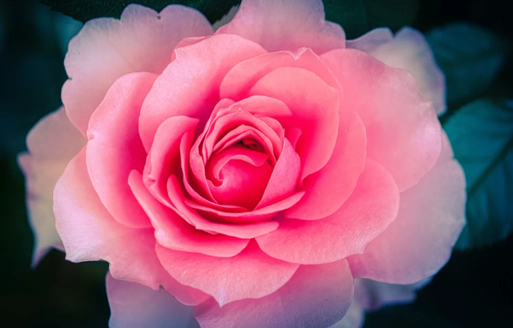 Pink Rose Petals Green Leaves Dark warm Background