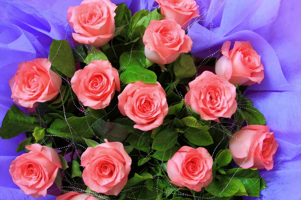 Pink Rose Petals Green Leaves Purple Background