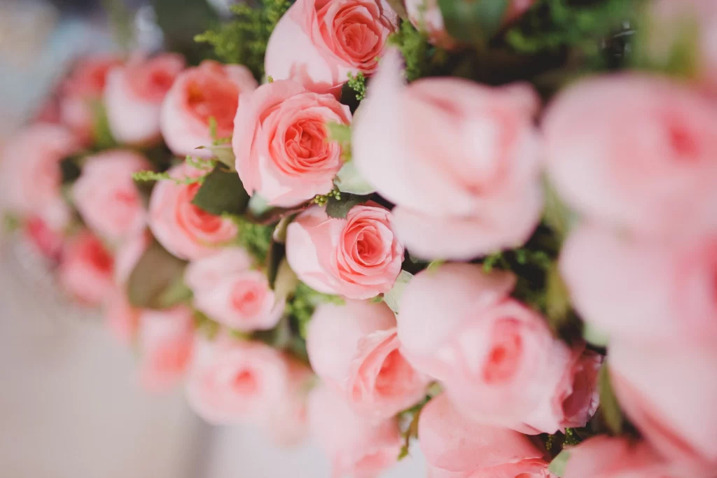 Pink Rose Petals Green Leaves Soft Focus