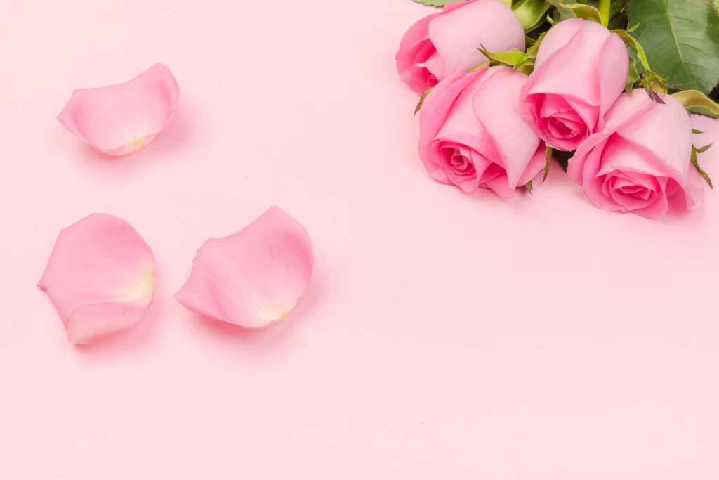 Pink Rose Petals Green Leaves Soft Pink Background