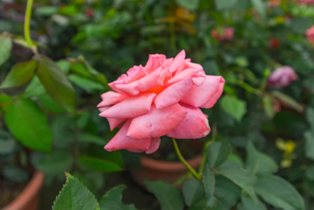 Pink Rose Petals Green Leaves gray Garden