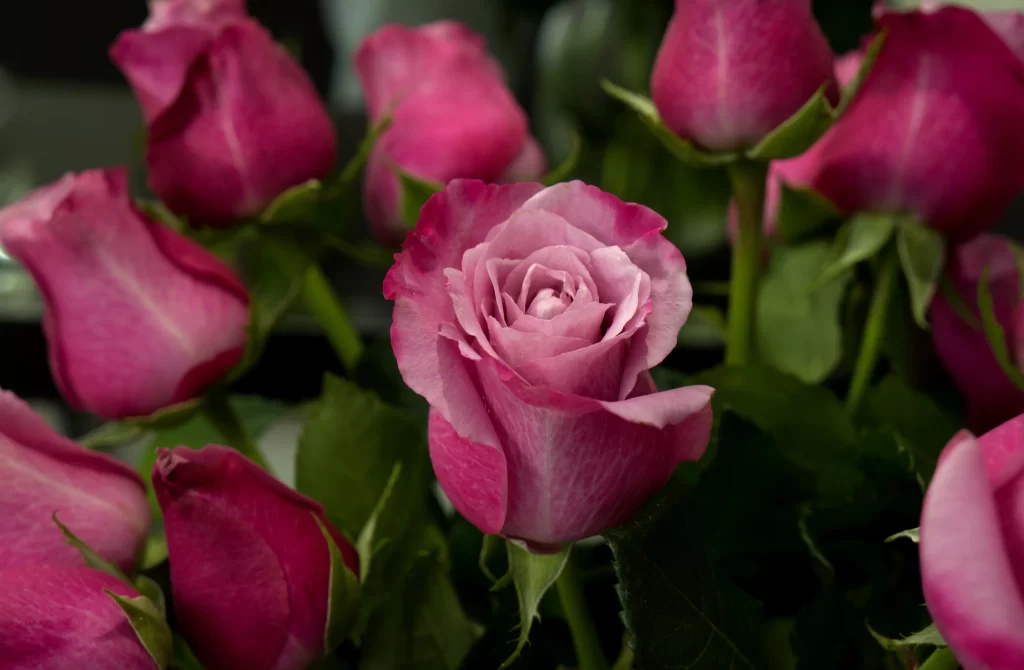 Pink Rose Petals Green Leaves Dark warm Background