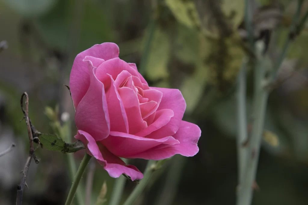 Pink Rose Petals Green Stem Brown Branches