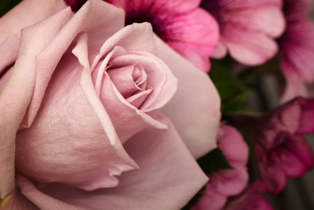 Pink Rose Petals Green warm Leaves