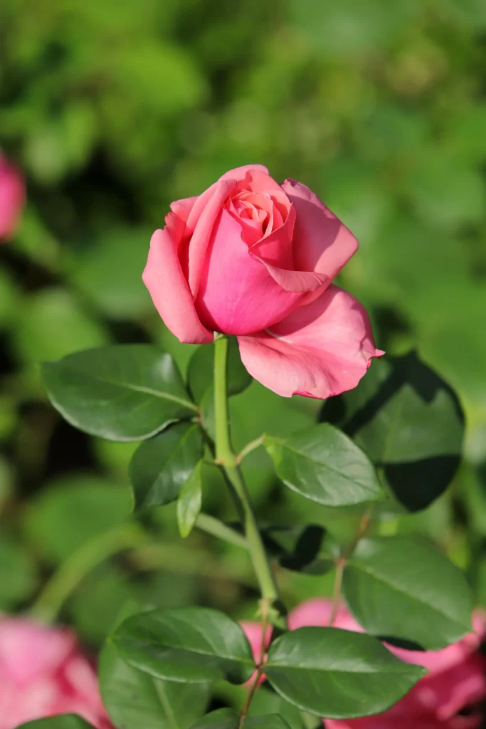Pink Rose Petals Green warm Leaves
