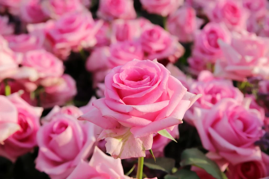 Pink Rose Petals Green warm Leaves