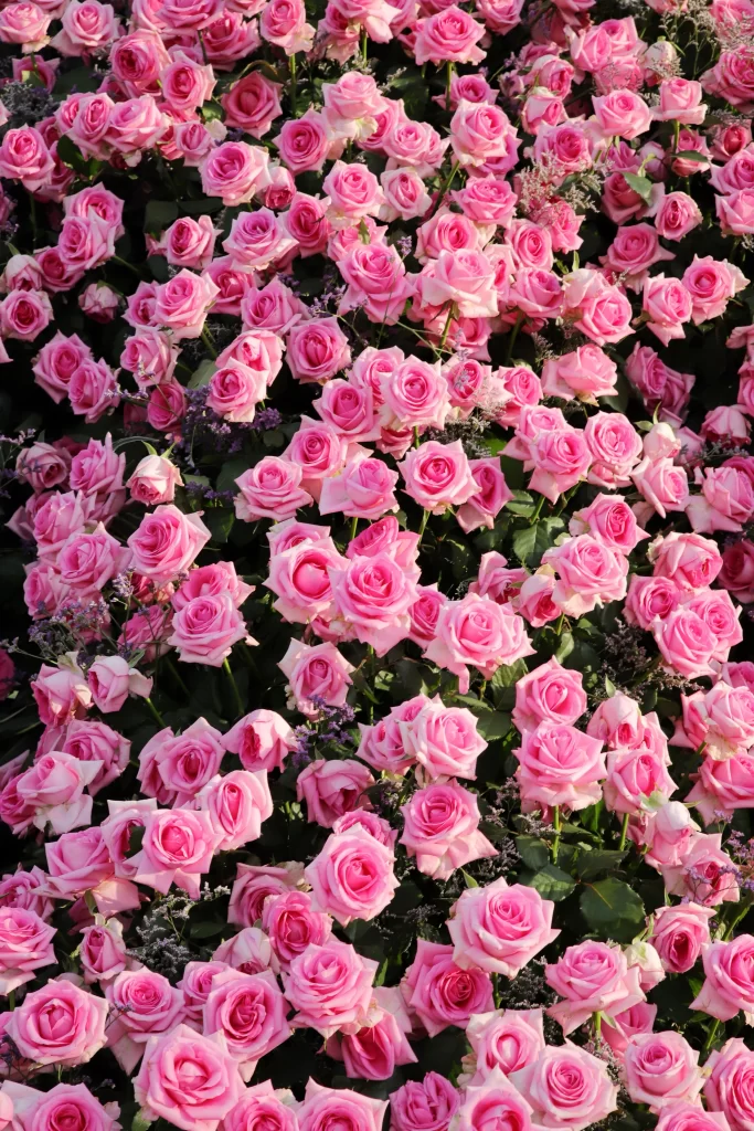 Pink Rose Petals Green warm Leaves