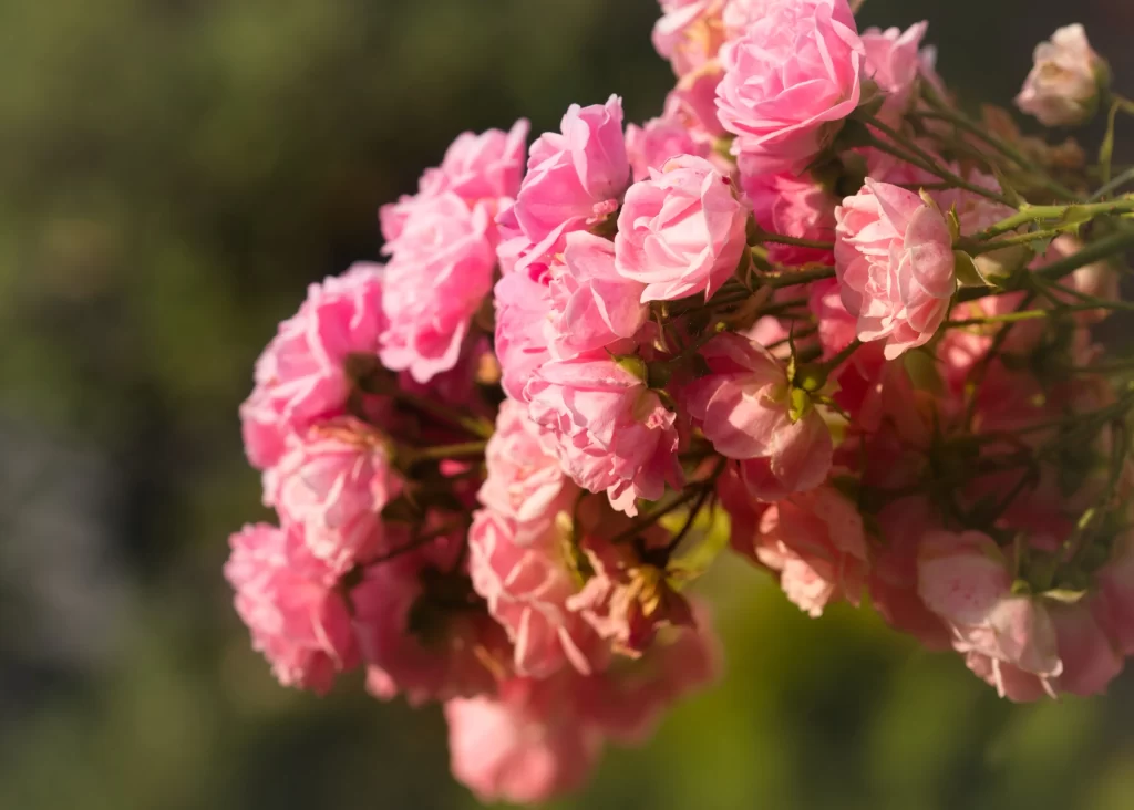Pink Rose Petals Green warm Stem