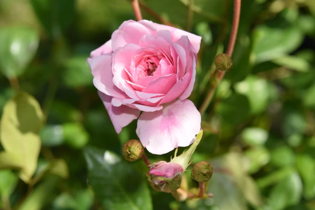 Pink Rose Petals Green warm Leaves