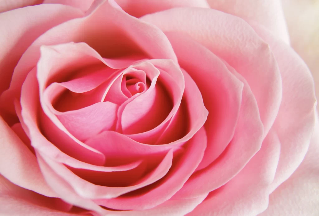 Pink Rose Petals Soft warm Focus