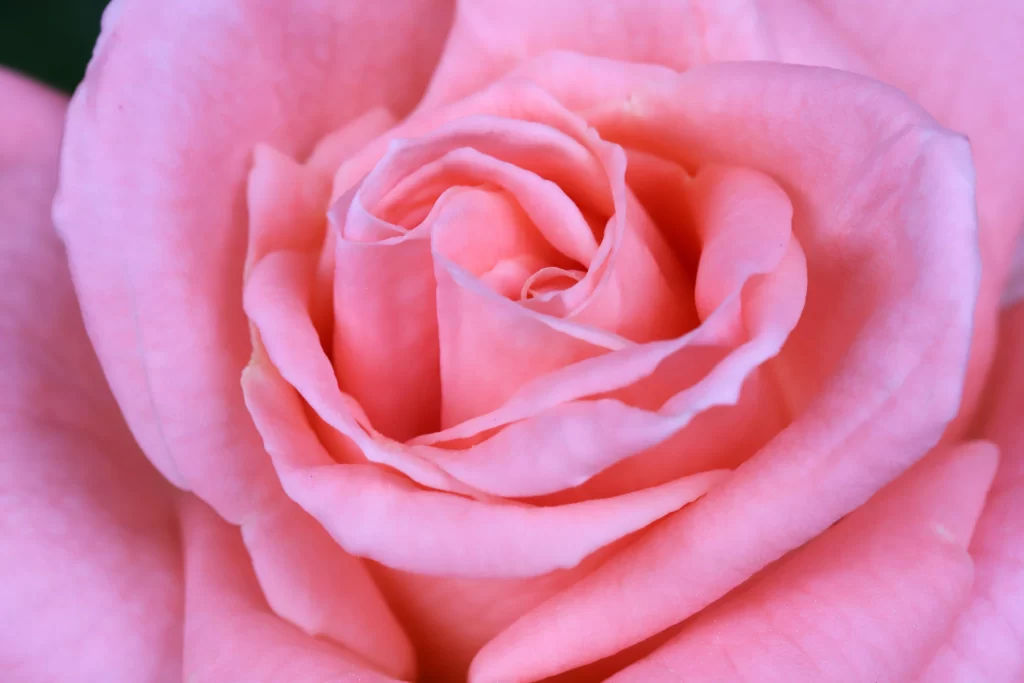 Pink Rose Petals Soft warm Focus