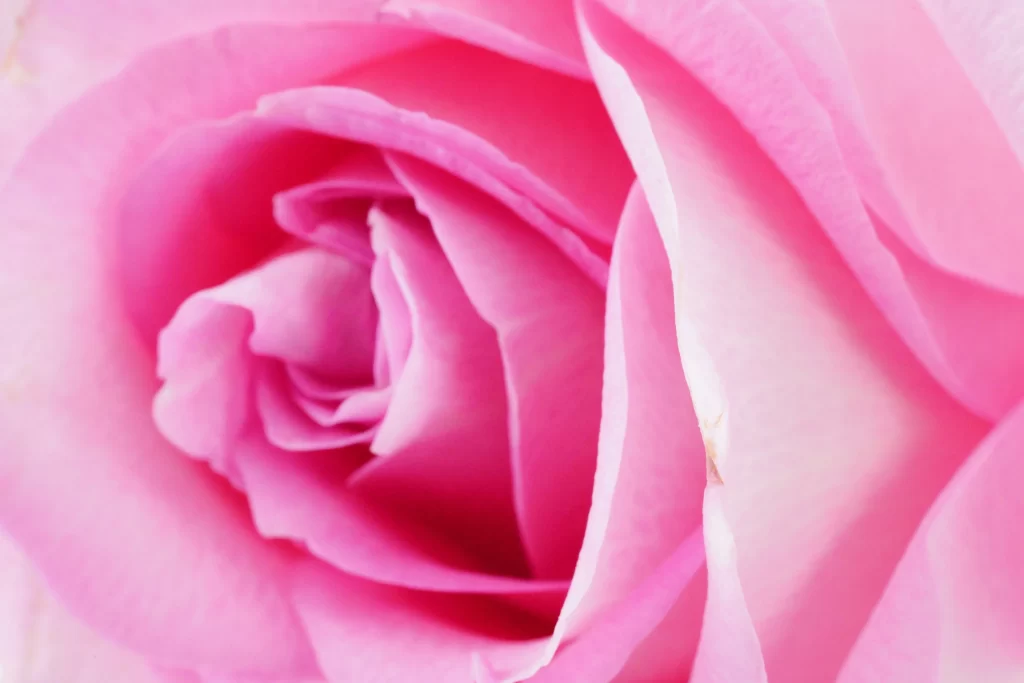 Pink Rose Petals Soft warm Focus