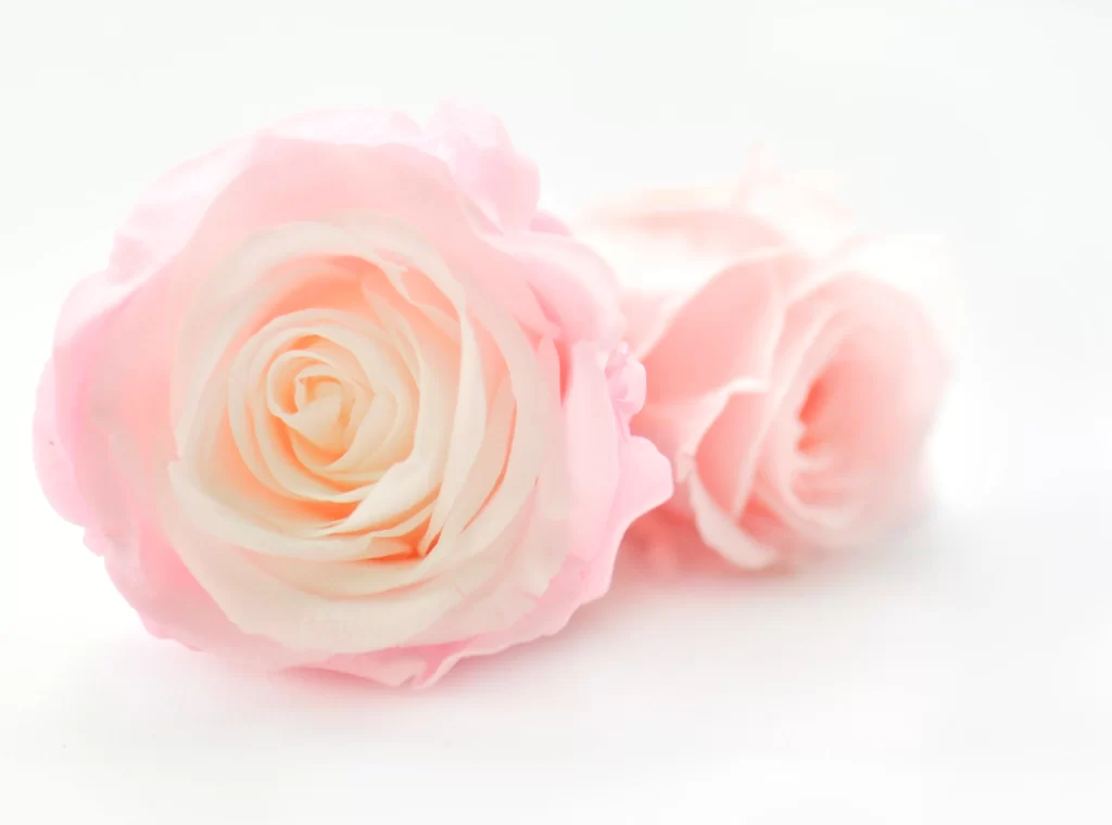 Pink Rose Petals White Background Soft Focus