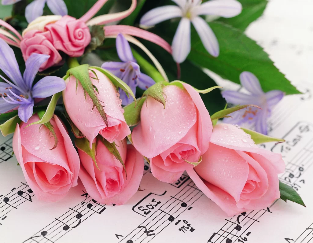 Pink Rose Purple Flower Petal Dewdrop Music Sheet