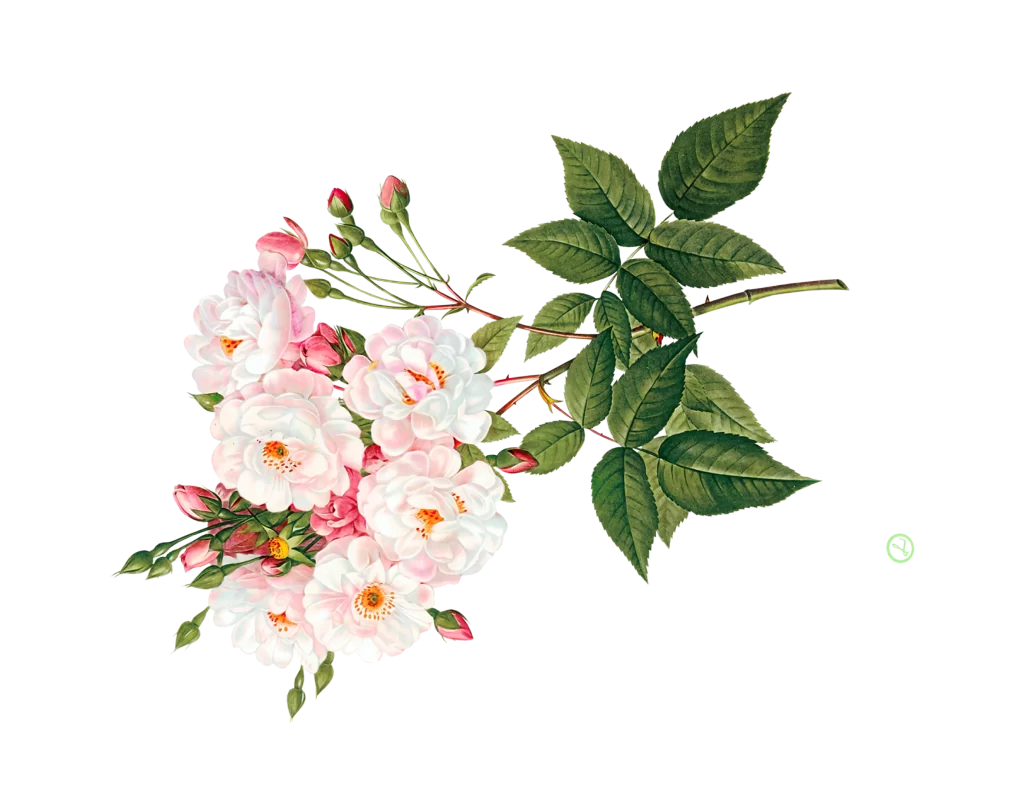 Pink Roses Green Leaves Flowering Branch