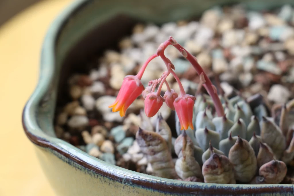 Pink Succulent Flower Blooming Close Up Macro