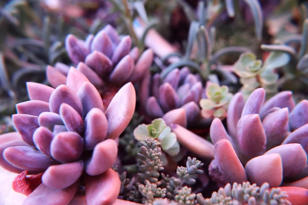 Pink Succulent Thick Leaves Close Up neutral Macro
