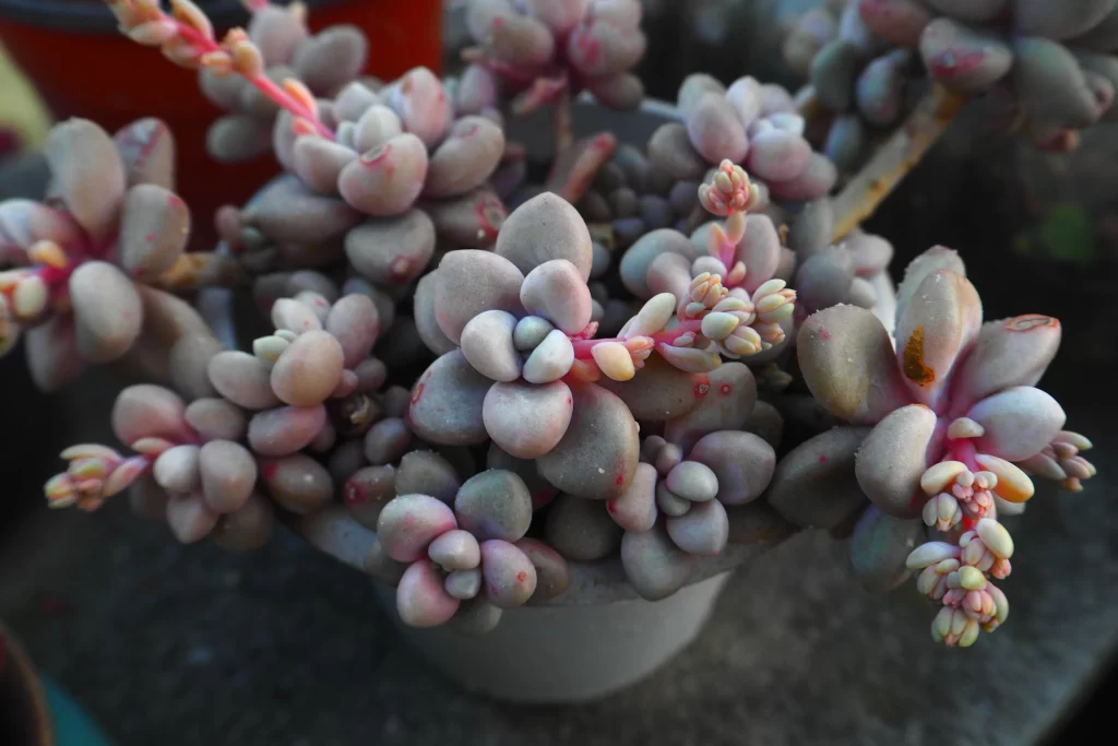 Pink Succulent Thick Leaves Close Up gray Macro