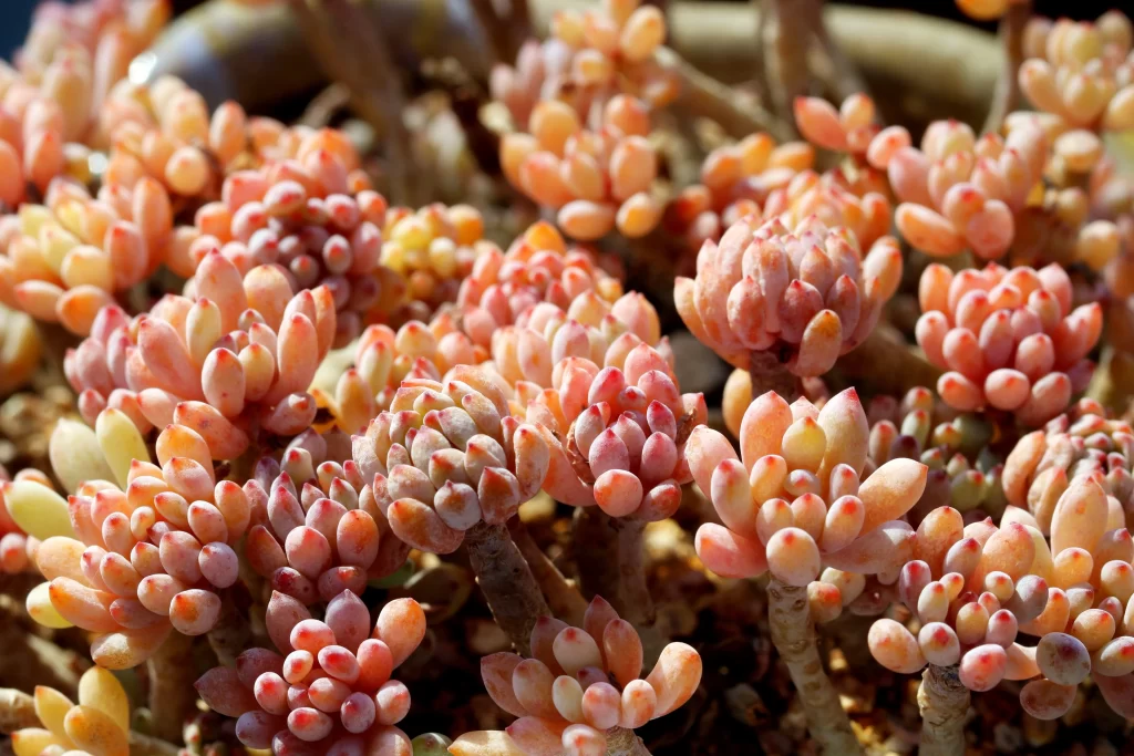 Pink Succulent Thick Leaves Close Up golden Macro