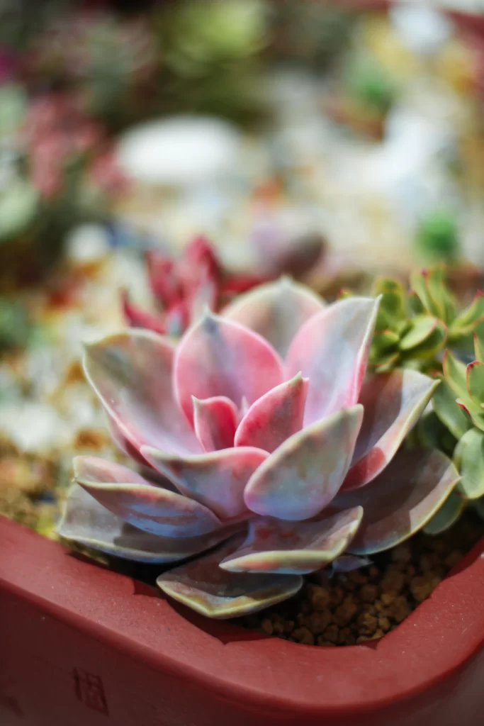 Pink Succulent Thick Leaves Close Up gray Macro