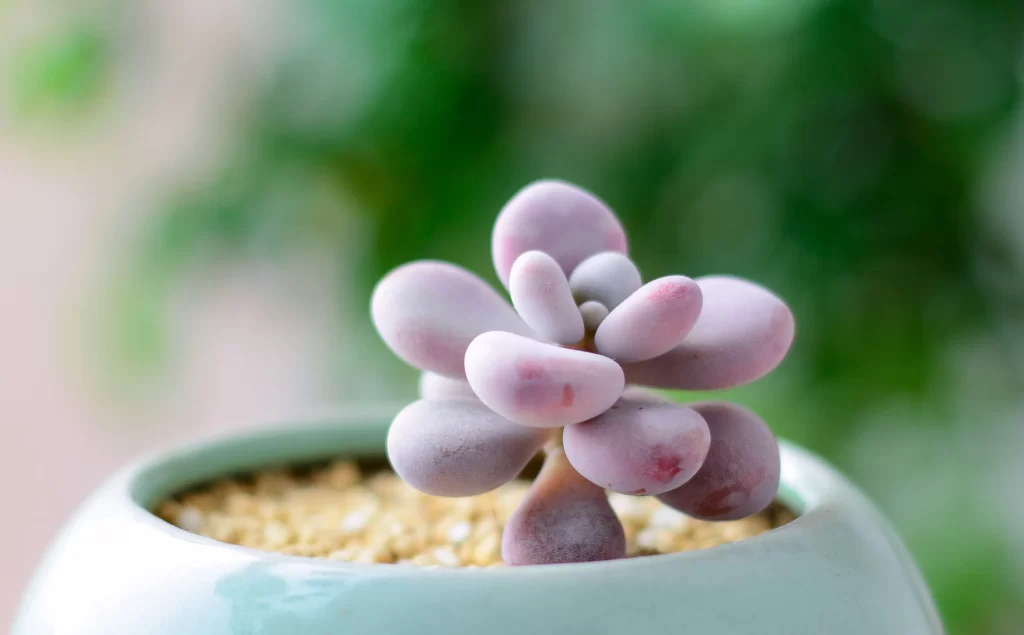 Pink Succulent Thick Leaves Close Up gray Macro