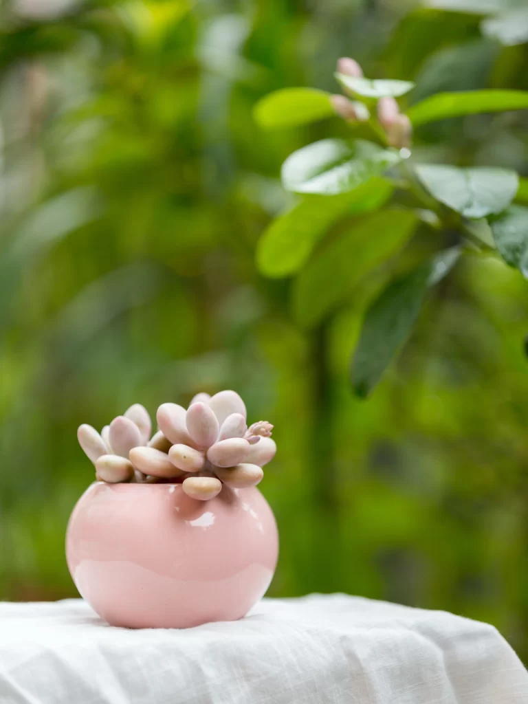 Pink Succulent Thick Leaves Close Up Garden