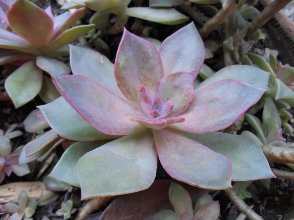 Pink Succulent Thick Leaves Close Up Garden gray Macro