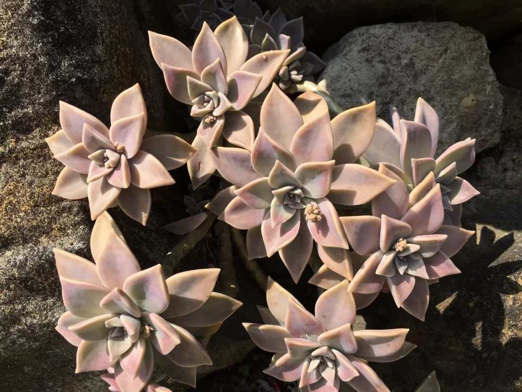 Pink Succulent Thick Leaves Close Up Garden gray Macro