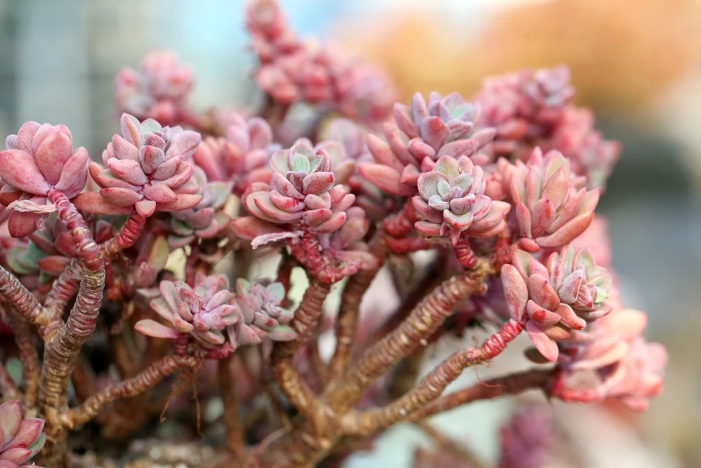 Pink Succulent Thick Leaves Close Up neutral Macro