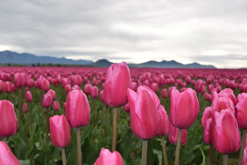 Pink Tulip Bloom Petals Field