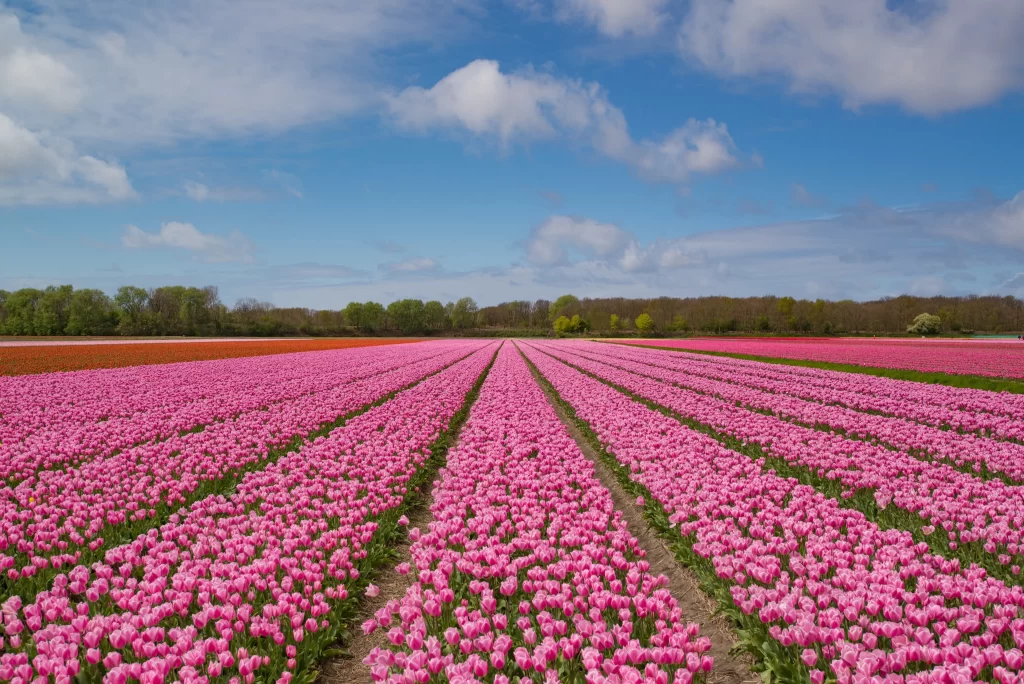 Pink Tulip Bloom Petals Field Sky