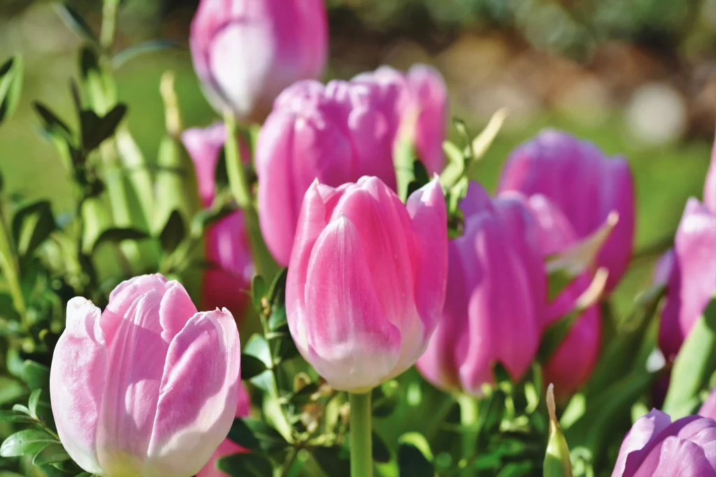 Pink Tulip Bloom Petals gray Greenery