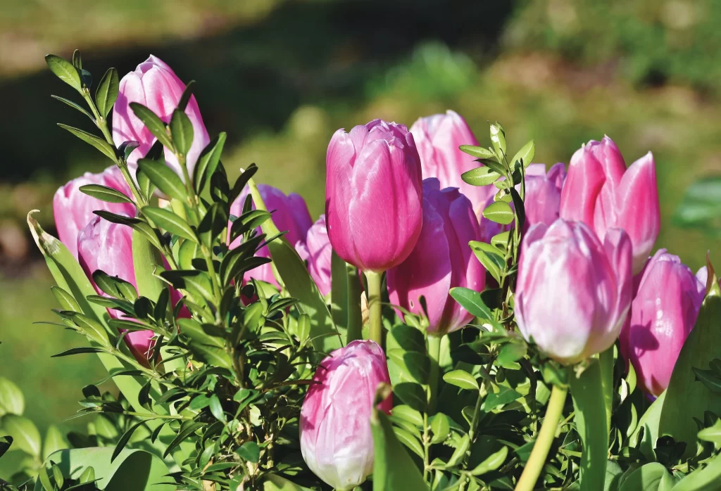 Pink Tulip Bloom Petals gray Greenery