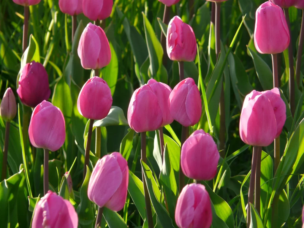 Pink Tulip Bloom Petals Green gray Leaves