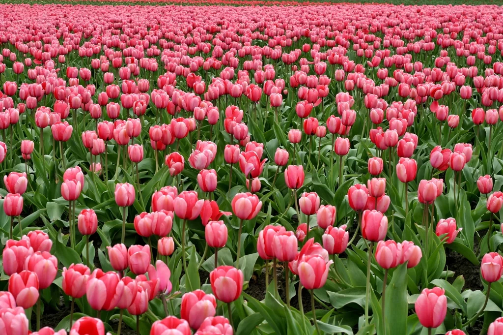 Pink Tulip Bloom Petals Green warm Leaves