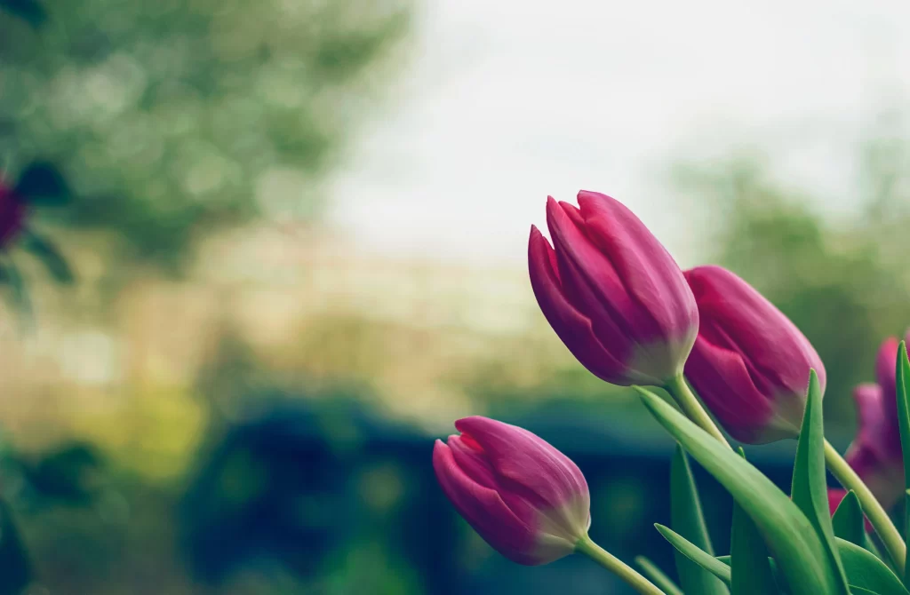 Pink Tulip Bloom Petals Green gray Leaves