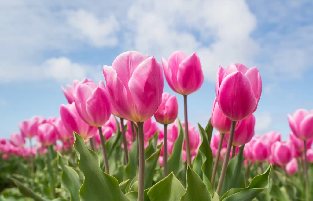 Pink Tulip Bloom Petals Green Leaves Blue Sky