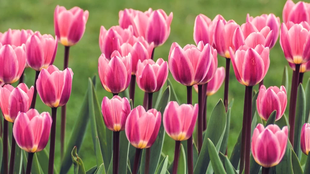 Pink Tulip Bloom Petals Green warm Leaves