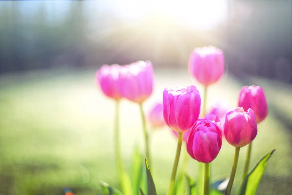 Pink Tulip Bloom Petals Sunlight Soft Focus