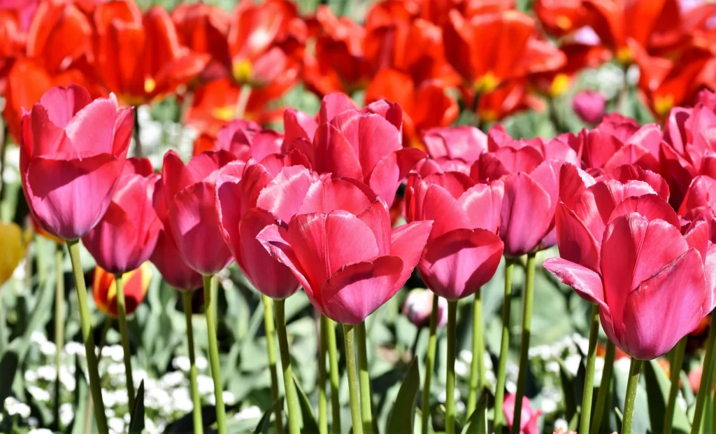 Pink Tulip Bloom Petals Vibrant Green