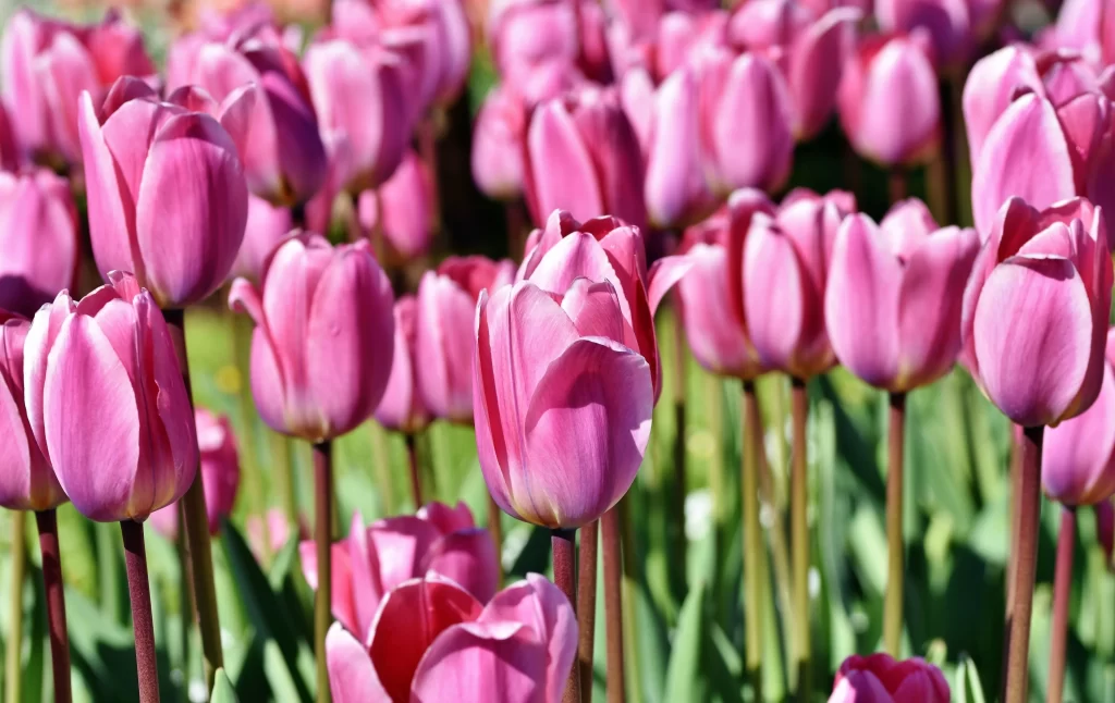 Pink Tulip Bloom Petals warm Garden