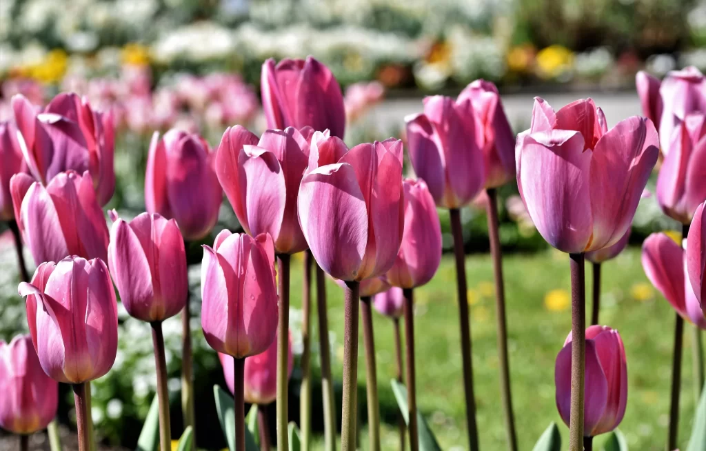 Pink Tulip Bloom Petals warm Garden