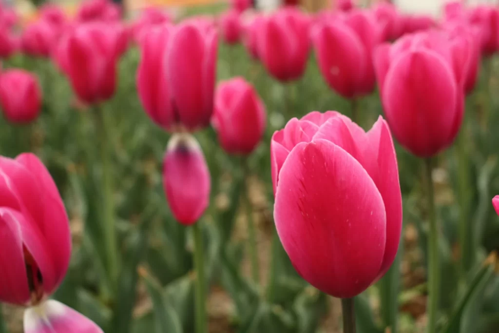 Pink Tulip Bloom Petals warm Garden