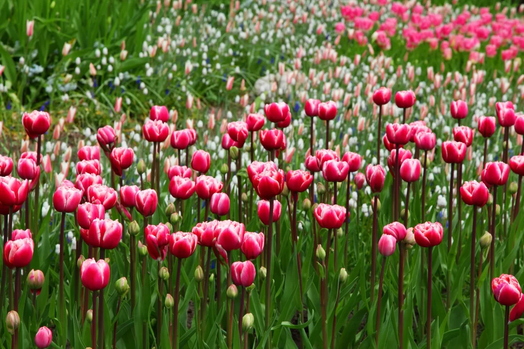 Pink Tulip Bloom Petals warm Garden