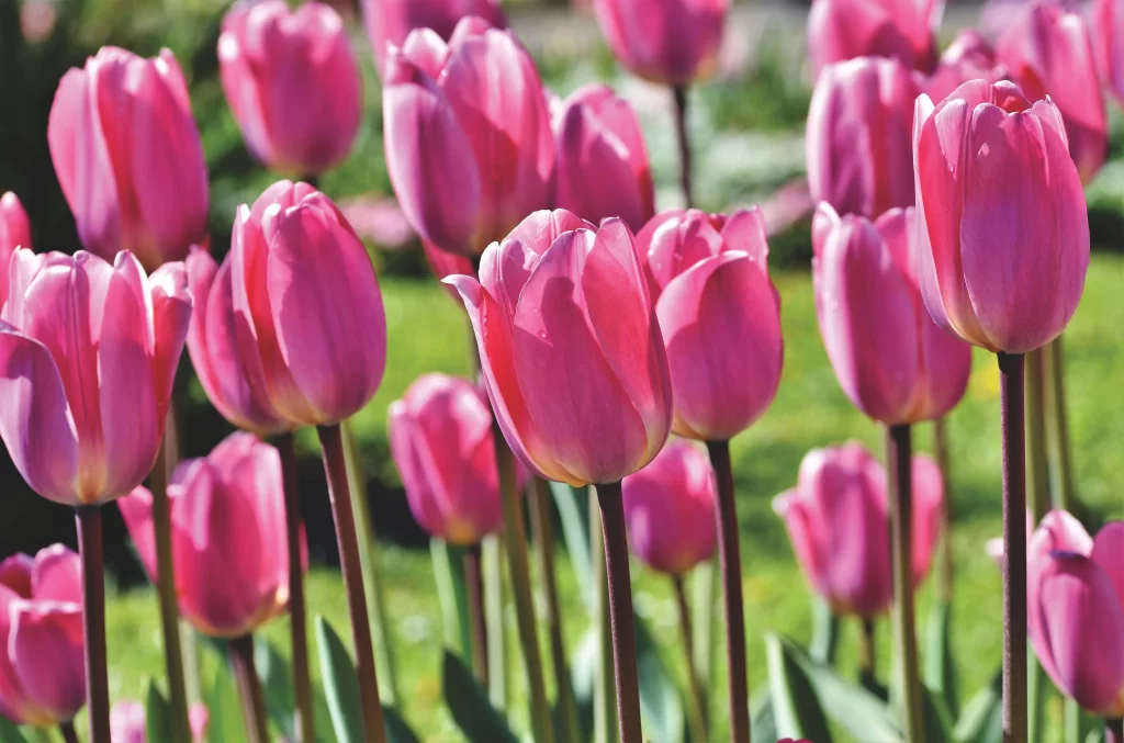 Pink Tulip Blooming Petals Vibrant Green