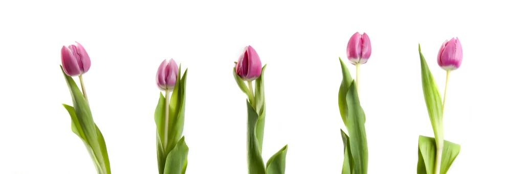 Pink Tulip Blooming Petals Green white Leaves