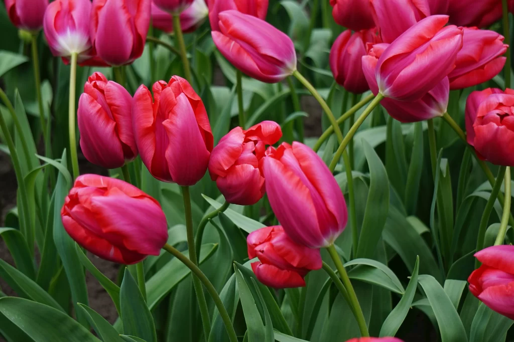 Pink Tulip Blooming Petals Green warm Leaves